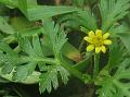 Golden Chrysanthemum